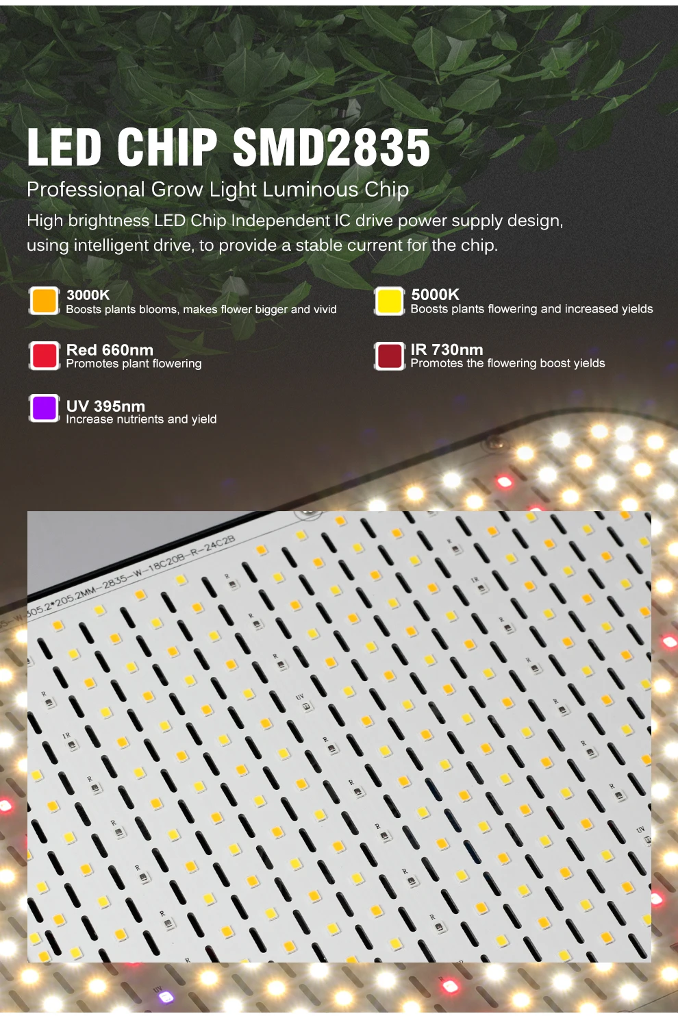 Vollspektrum-LED-Wachstumslicht 100 W 200 W 300 W SMD2835 IR 7300 nm UV 395 nm VEG BLOOM-Modus Wachstumslampe zum Aussaat von VEG-Blumen – Detail 3