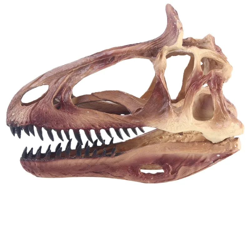 

Ice-Spine Dinosaur Skull Model for Science Studies and Educational Activities