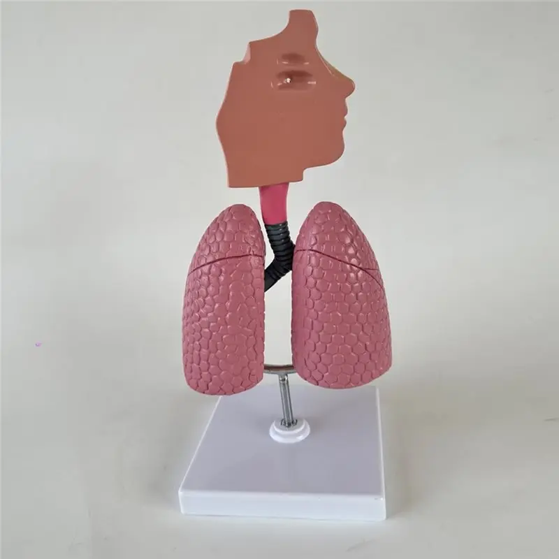 YIYI 인간 호흡기 시스템 모델, 인간 비강 구멍 목구멍 폐 해부학 교육 도구