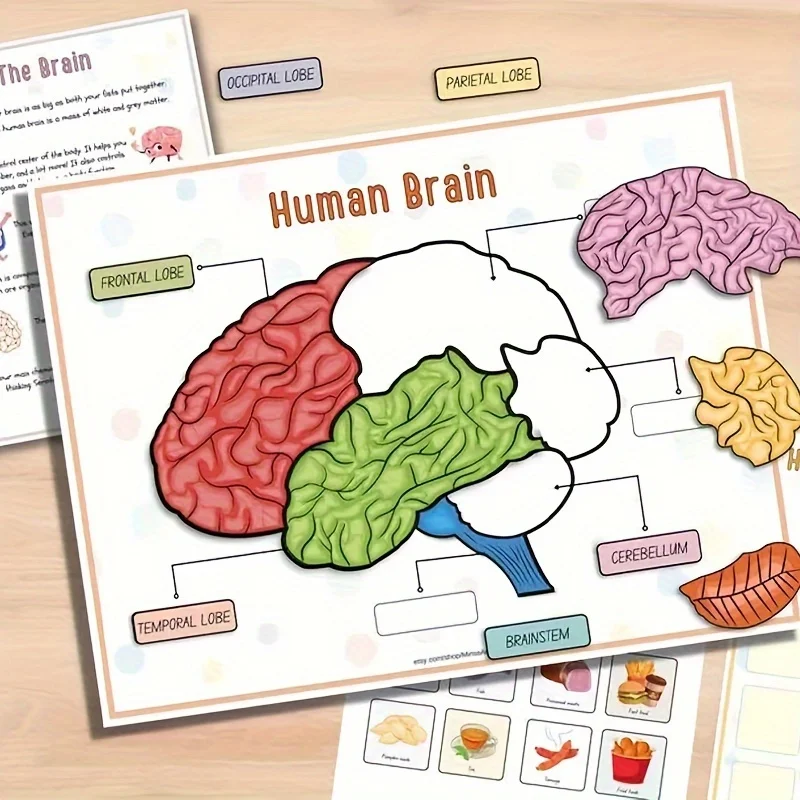 Human Anatomy Busy Book 3