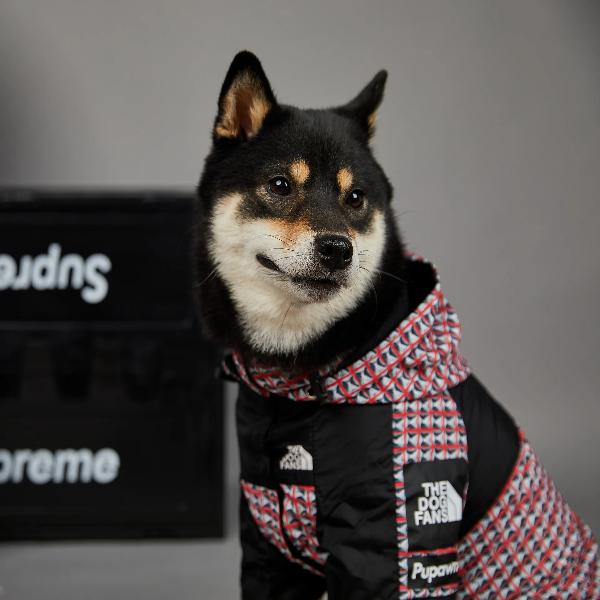 fashion designer dog clothes