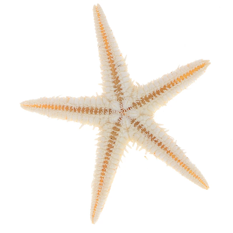100Pcs Naturally Formed Sea Shells Size:0.5-3cm Mini Starfish Craft Decoration Natural Sea Stars