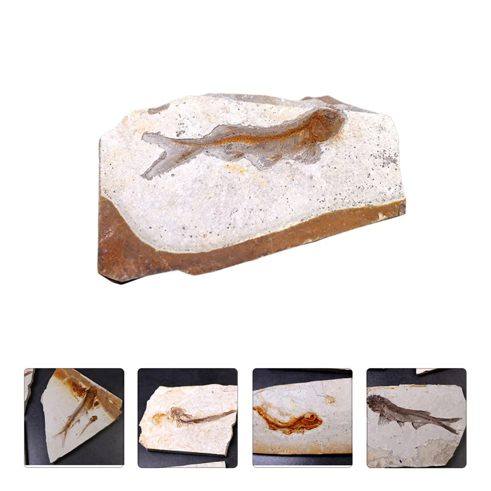 

1pc Paleontology Fish Specimen Science Ornaments Laboratory Supplies