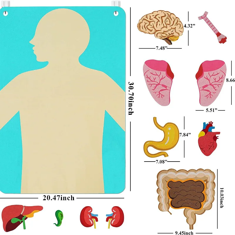 Human Body Organ Educational Learning Board Body Parts Learning Wall Chart for Kid Felt Preschool Kindergarten Teaching Supplies 6