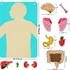 Human Body Organ Educational Learning Board Body Parts Learning Wall Chart for Kid Felt Preschool Kindergarten Teaching Supplies 6