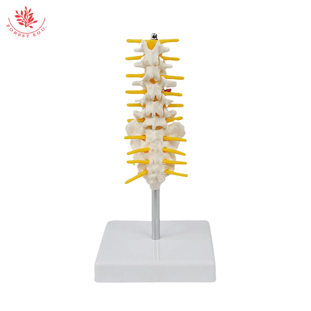 Lumbar Spine Model Mini Size Human Vertebrae with Sacrum&Coccyx and Tail Bone Medical Science For Anatomical Teaching