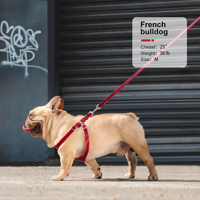 Guinzaglio Per Gatto Imbracatura E Guinzaglio Per Cani E Gatti