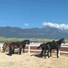 High Quality Vinyl Pvc Philippines Gates And Fences White Pvc Fence Competitive Price Pvc Fence For Horse 5