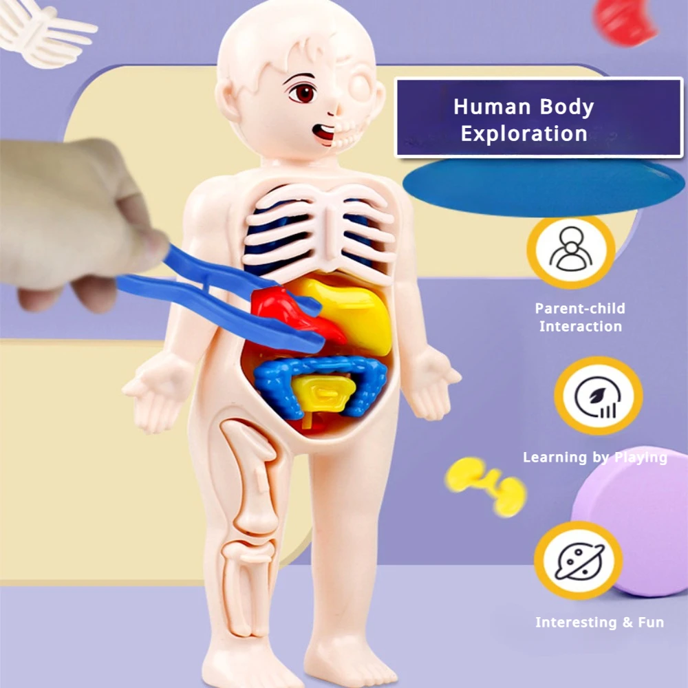

Human organ structure model DIY assembled STEAM early education tools for primary school students science and education toys