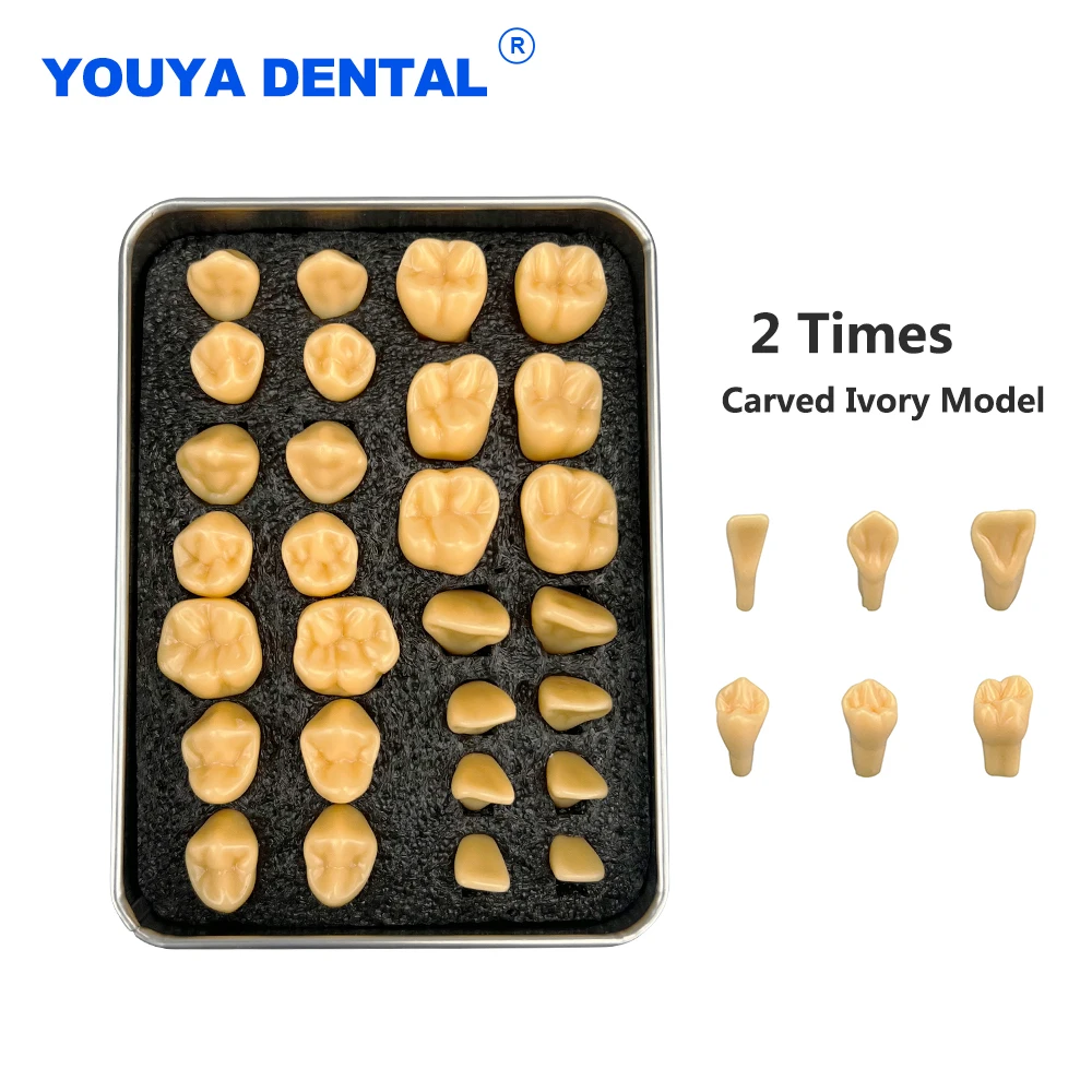 28teeth2TimesCarvedIvoryModelTeachingModelDentistryTooth
