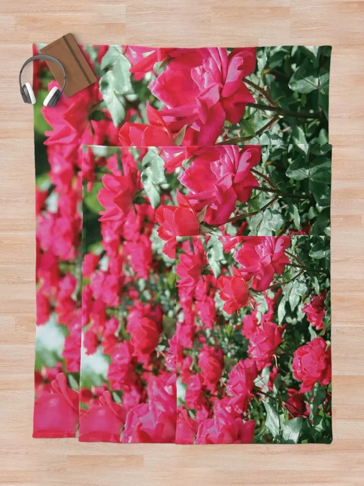 ��� �ν� ������ ��� �����̳�,  ķ�� ���, ����� ���� ���, ���� �Ƹ��ٿ�