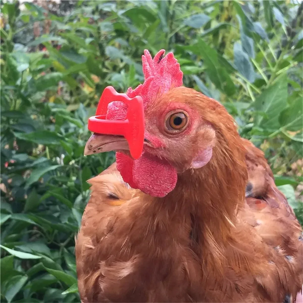 20Pcs Plastic No Bolt Chicken Glasses 10mm Thickened Anti-Pecking and Fighting Rooster Eye Glasses Poultry Supplies Yellow/Red chicken anti pecking glasses