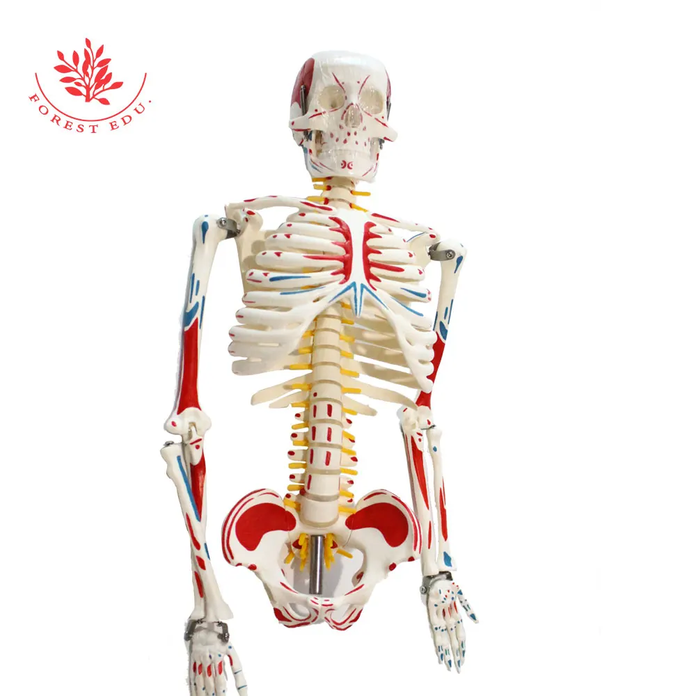 Human Anatomy Model For Sale Medical Whole Body Painted Muscle Points