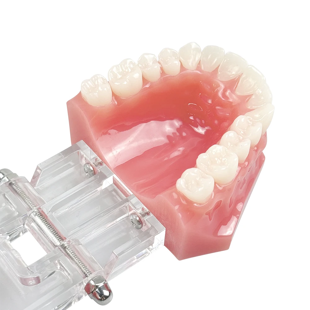 치과 고품질 28개 치아 표준 레진 모델 M7003 구강 연습 모델 치과 교육 및 훈련 도구