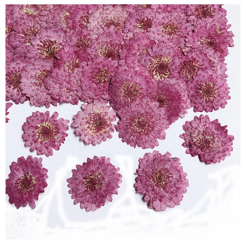 

NEW 250pcs Pressed Dried 2-3cm Purple Daisy Flower Plant Herbarium For Jewelry Bookmark Postcard Phone Case Photo Frame Making