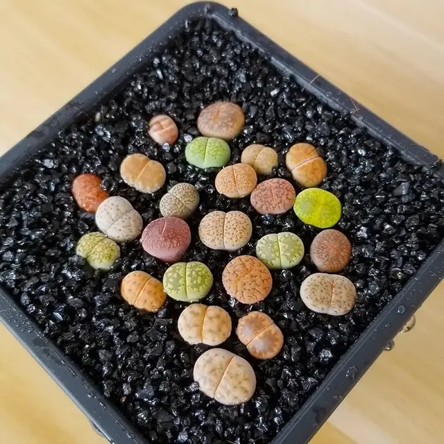 Fekete Arany Homok, Burkoló Kő, Zamatos Részecskék, Nyers Kővirágok, Talaj, Mikro-Földkép