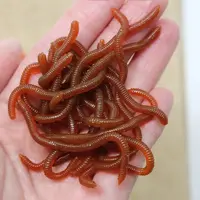 BURLE Lifelike Fishy Smell Red Soft Lures Simulation Earthworm Red Worms Artificial Fishing Lures 1