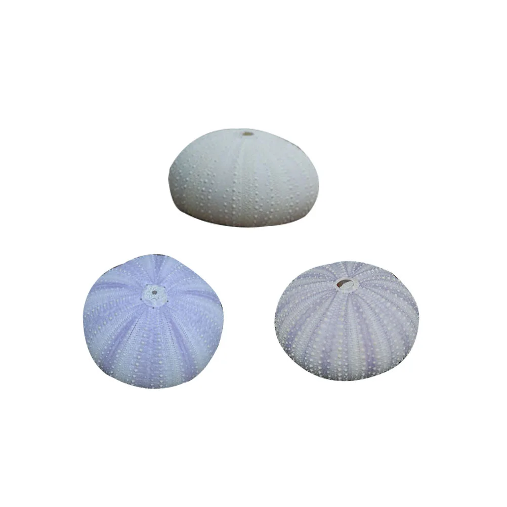 3 Pcs Desktop Shell Ornament Dried Small Planting Holder Sea Urchin Shells
