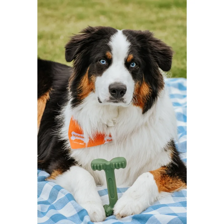 Durable Bacon Flavor Dog Dental Chew Toy