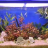 6 Pcs Aquarium Decorations Fish Tank Sea Urchin Crafts Home Decor Seashell Conch Vases Nautical Tilandsia Holder 4