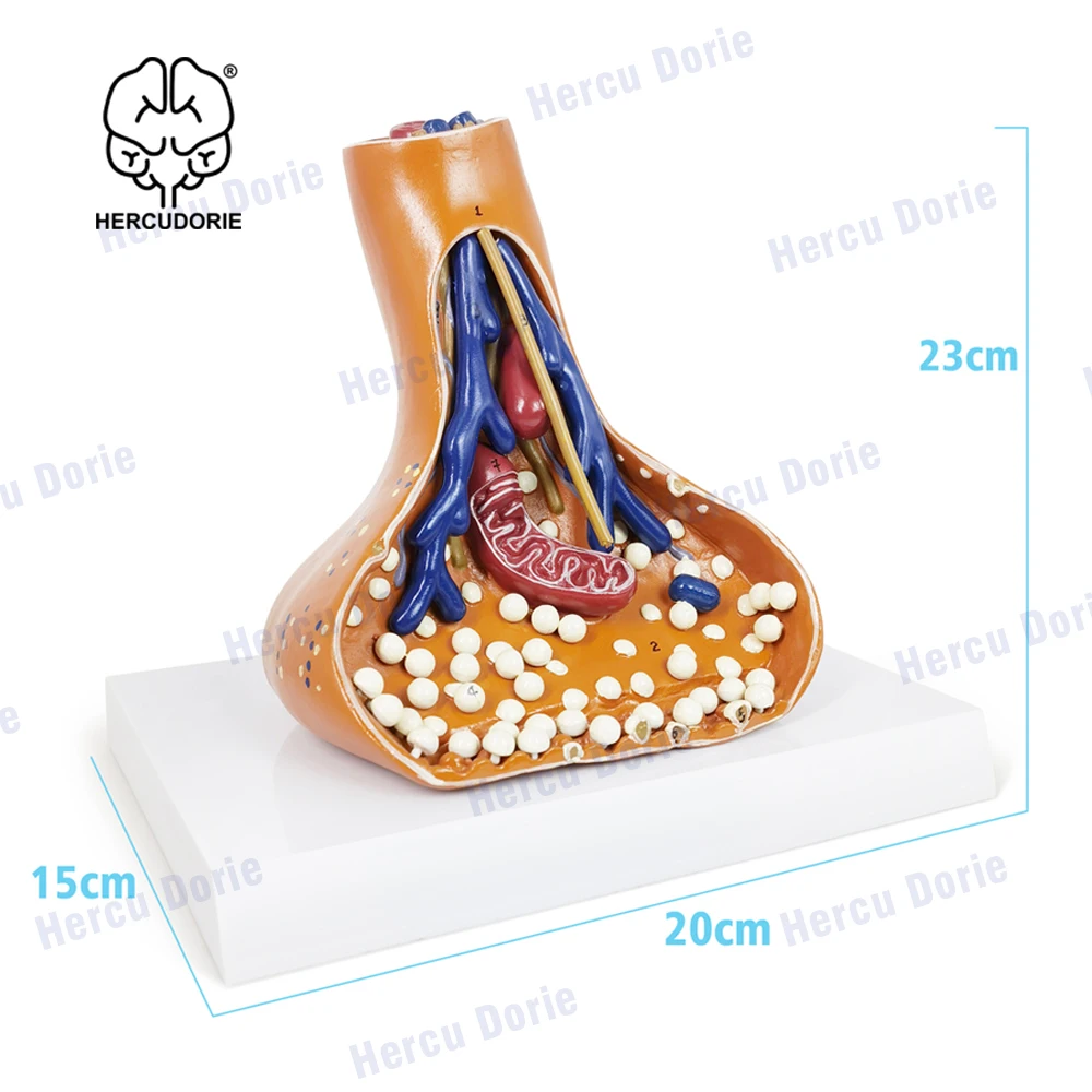 

Модель человеческой нервной системы для медицинского использования