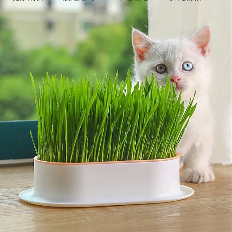 1Set Cat Snack Cat Mint Planting Hydroponic Box Cat Grass Pot Color