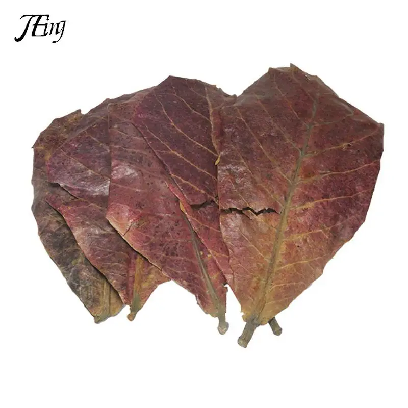 5/25/50pcs Natural Catappa Leaves Almond Leaf Fish Cleaning Treatment
