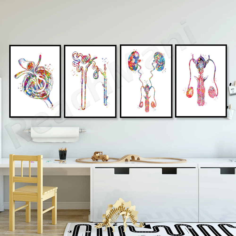 

Urinary system anatomy kidney function medical art anatomy kidney poster, glomerular art nephrologist office gift
