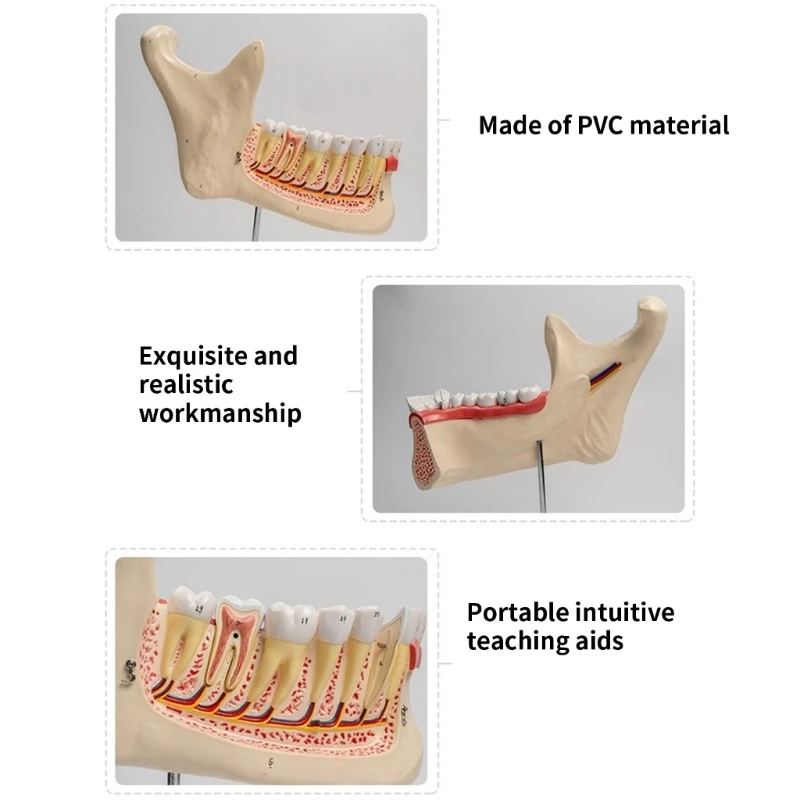 

Three Times Life Size Lower Teeth Anatomy Model for Educational Training