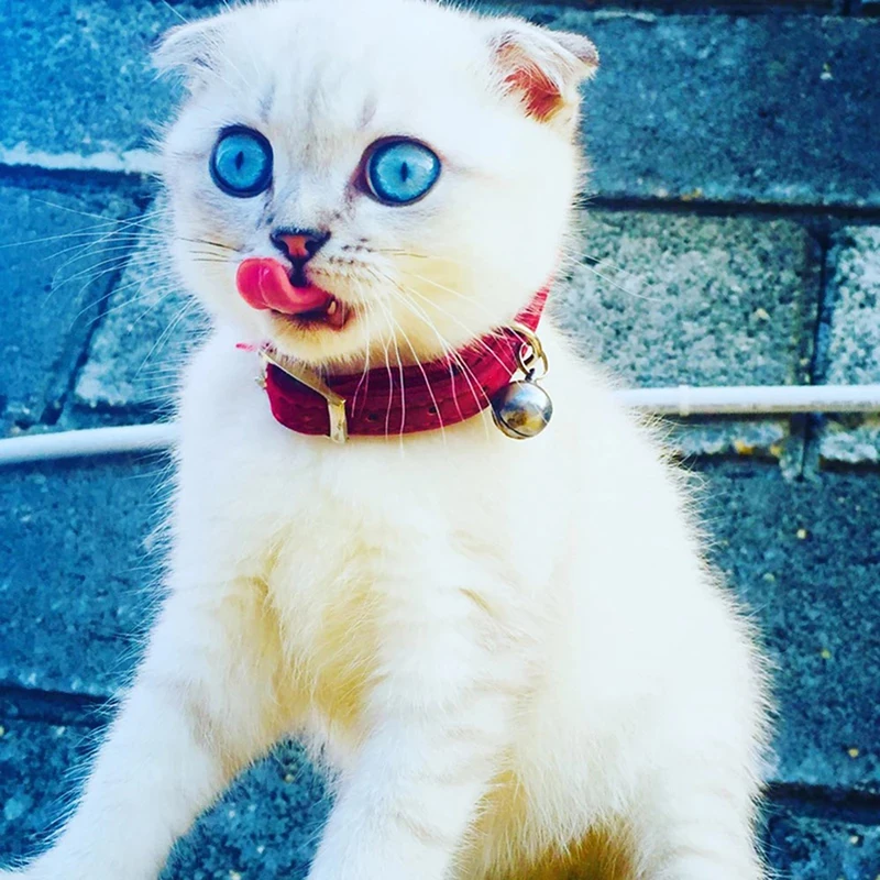 Title 3, Heart Charm And Bell Cat Collar Safety Elastic ...