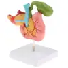 Human Duodenum Model 3D Model for Anatomy and Physiology Students, 1: Size 2
