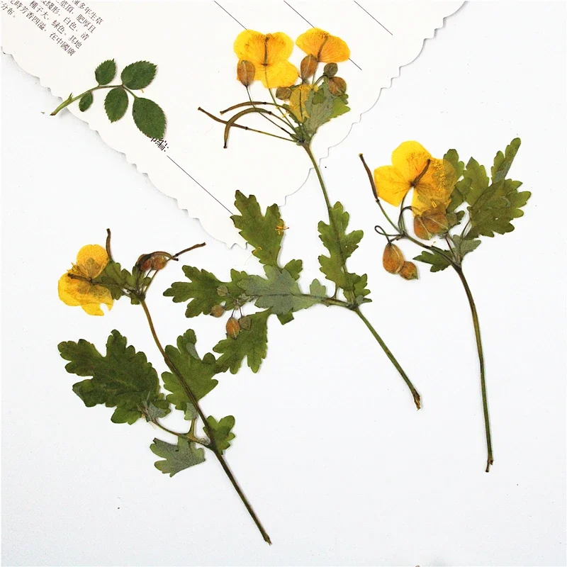 

8-11cm/16pcs,Natural Pressed Celandine with stem,Eternal plant for DIY Bookmark Gift Cards,christmas candlestick decoration