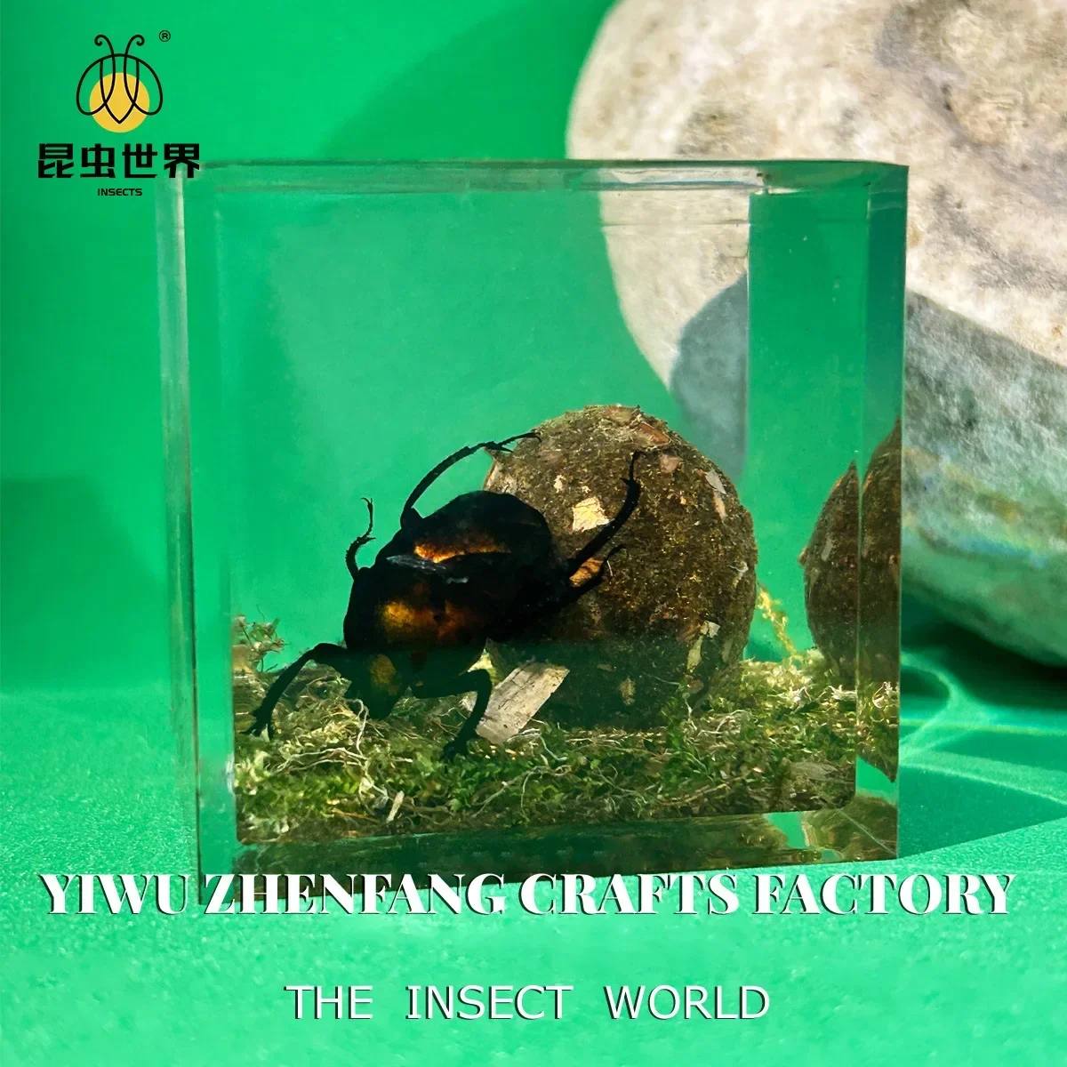 Resin Epoxy Real Dung Beetle Specimen Insect Taxidermy Acrylic Clear Resin Dung Beetle Insect Sample Bug Collection House Decor 3