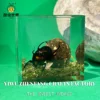 Resin Epoxy Real Dung Beetle Specimen Insect Taxidermy Acrylic Clear Resin Dung Beetle Insect Sample Bug Collection House Decor 3