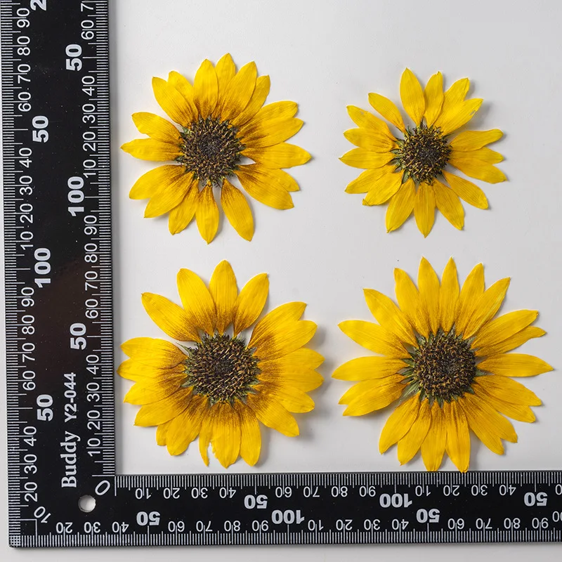 24 Pressed Flower Real Dried Flower Sunflower for Jewelry Making Craft 4-6cm 