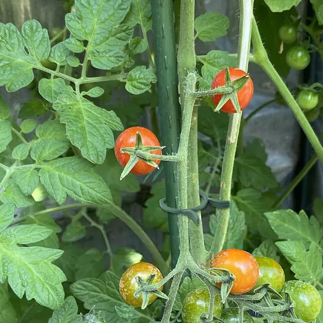 Clip Per Piante 200 Pezzi - Supporti Per Pomodori, Rose, Orchidee, Giardinaggio Verticale - Foto 4