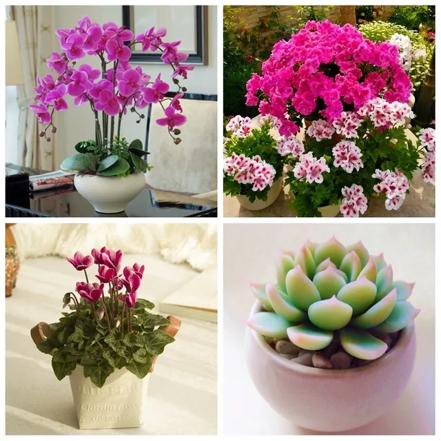 3 db Sphagnum Moha Mohát Hidratáló Táplálkozás Organikus Műtrágya Védelme Orchidea Zamatos Növényi Gyökerek Diy Virág Edény Otthoni Kert - Image 6