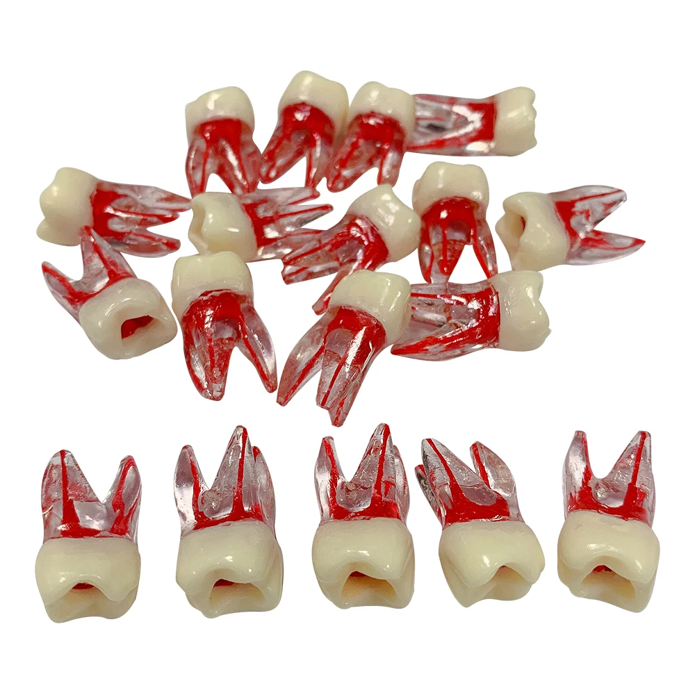 5pc Dental Endodontic Education Teaching Model Dental Cavity Model