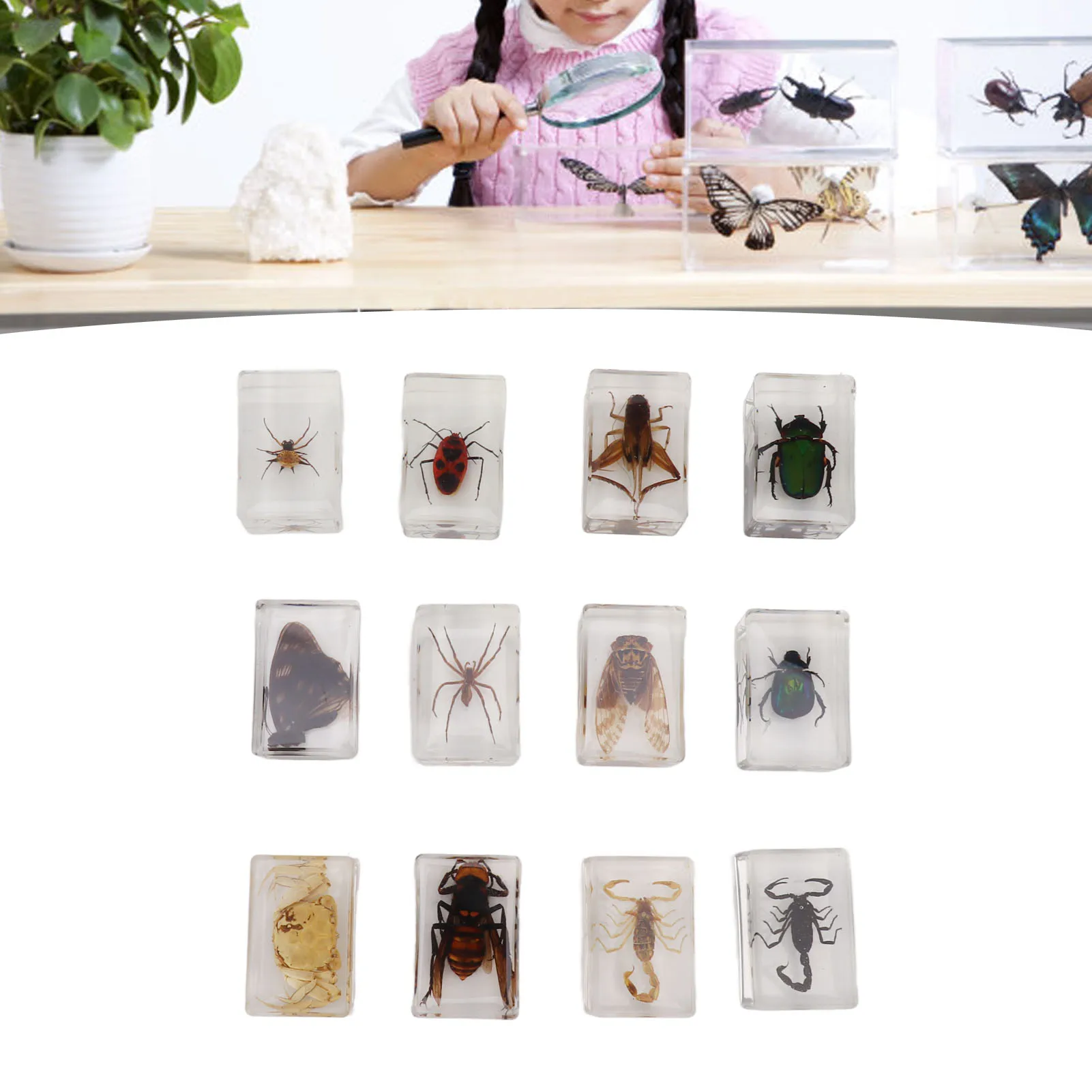 Juego-de-esp-cimen-de-insectos-para-ni-os-resina-transparente-adorno-de ...