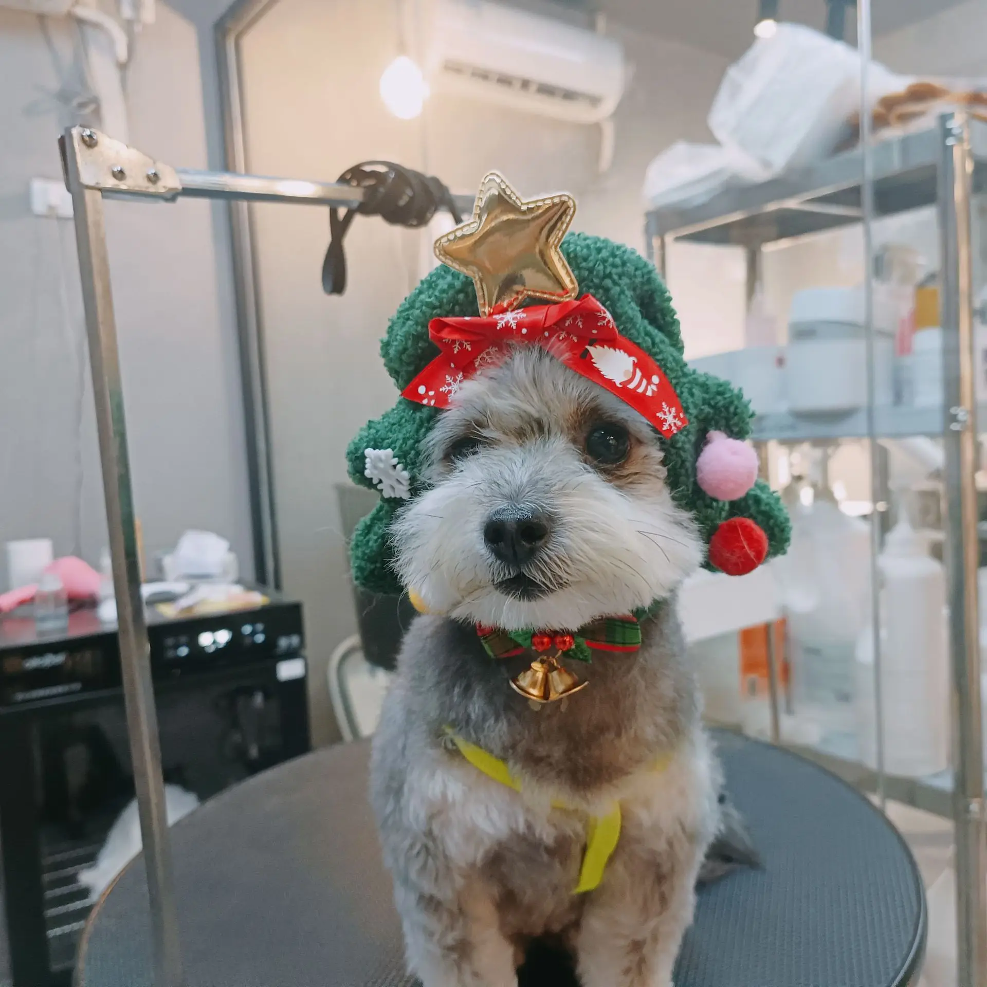 Chapeau de Noël Arbre de Noël | Bouledogue Français | Chat | Luxe - 2025 - Vêtement et accessoires pour chiens - Doglovedesign