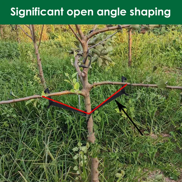 30 Darabos Kerti Gyümölcsfa Ág Végtag -Terjedője Az Erősen Elterjedő Lábszögekhez Ágak - Image 4