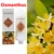 Osmanthus-New