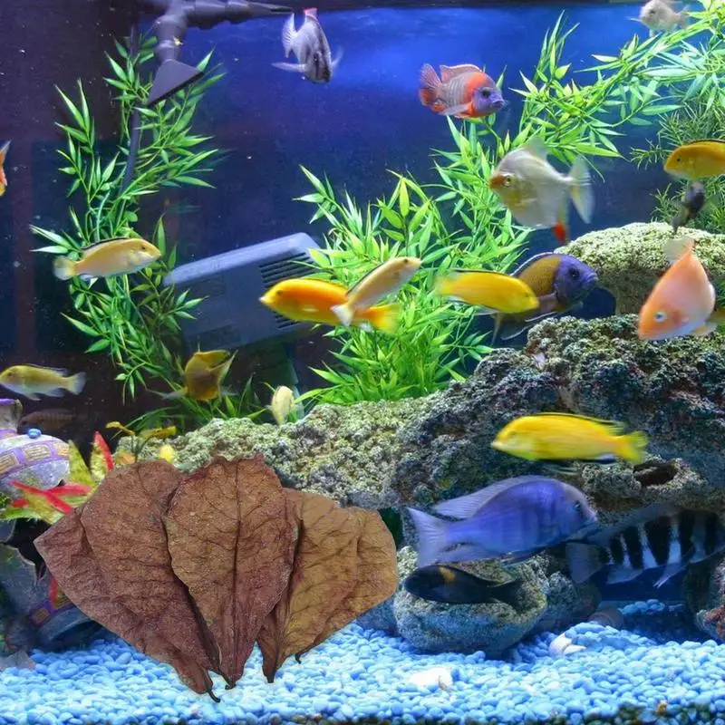 Aquarium leaves 10/20/50pcs natural catappa leaves almond leaves fish cleaning for aquarium fish tank reduce PHs softened purified water quality