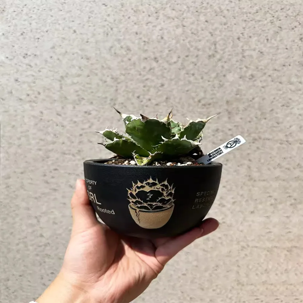 

Trendy plant agave turtle shell dragon root ceramic flower pot NEIGHBORHOOD Fujiwara Hiroshi SRL