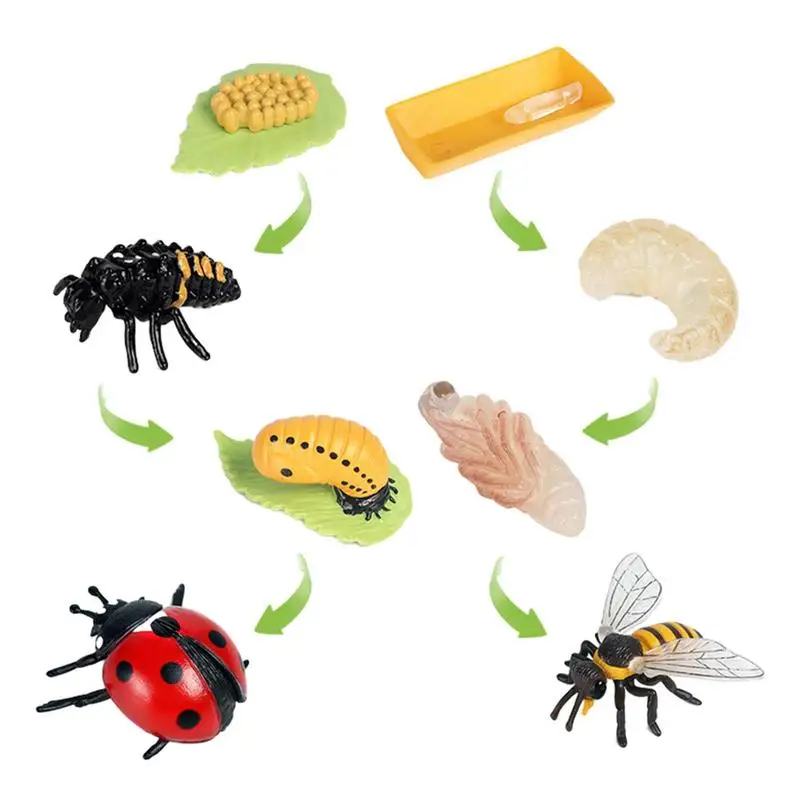 

Animal Growth Cycle 8PCS Ladybug And Bee Life Cycle Kit Bee Toy Ladybug Toys Biological Model Learning & Education Toys