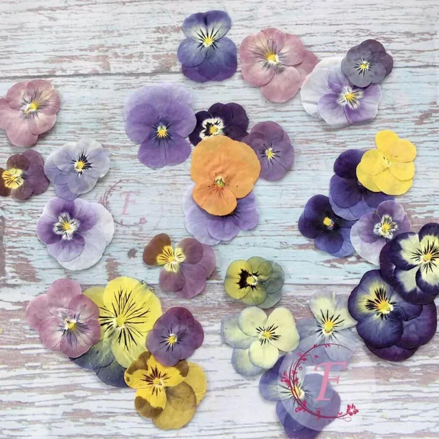 Dried Pansy Flowers 60X Pressed Dried Pansy Viola Tricolor L. Flower Plants Herbarium For Jewelry Postcard Bookmark Phone Case Scrapbook Candle DIY