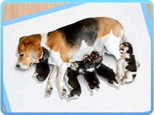 dog pee pad