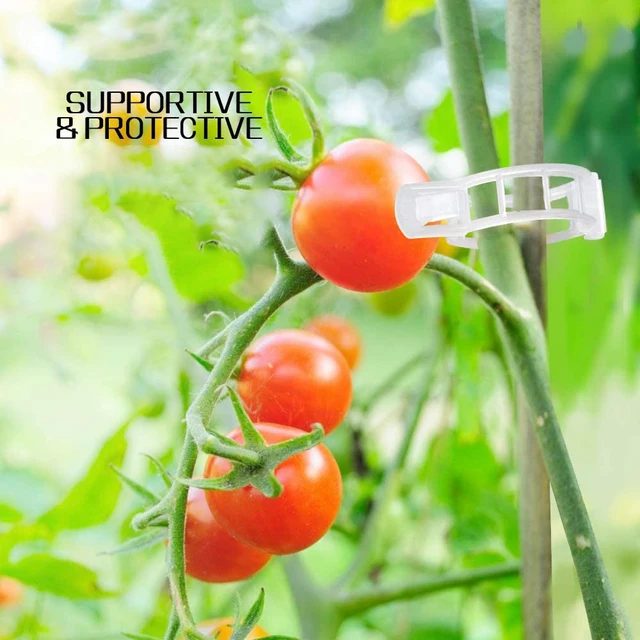 50Db/Táska Műanyag Növényi Klipek Támogatók Összekötik Az Újrahasznosítható Oltó Rögzítő Szerszám Kertészeti Védelmi Kellékeket A Zöldségszőlőhöz - Image 2