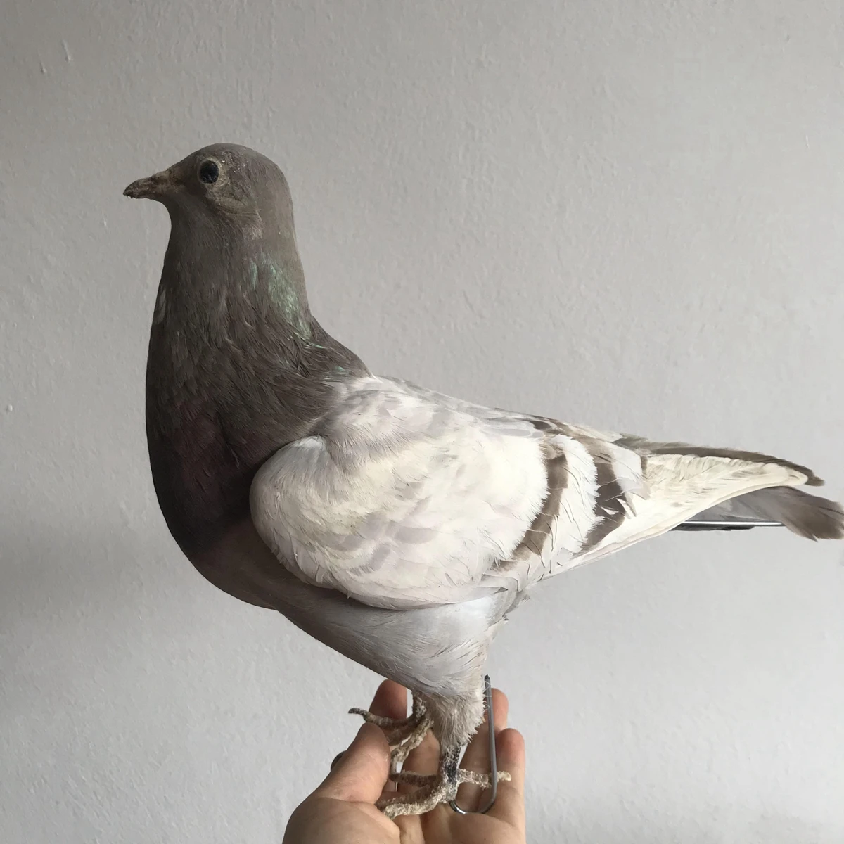 1Pcs real Taxidermy Eurasian gray pigeon Columba specimen Teaching / Decoration 2