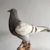 1Pcs real Taxidermy Eurasian gray pigeon Columba specimen Teaching / Decoration 2